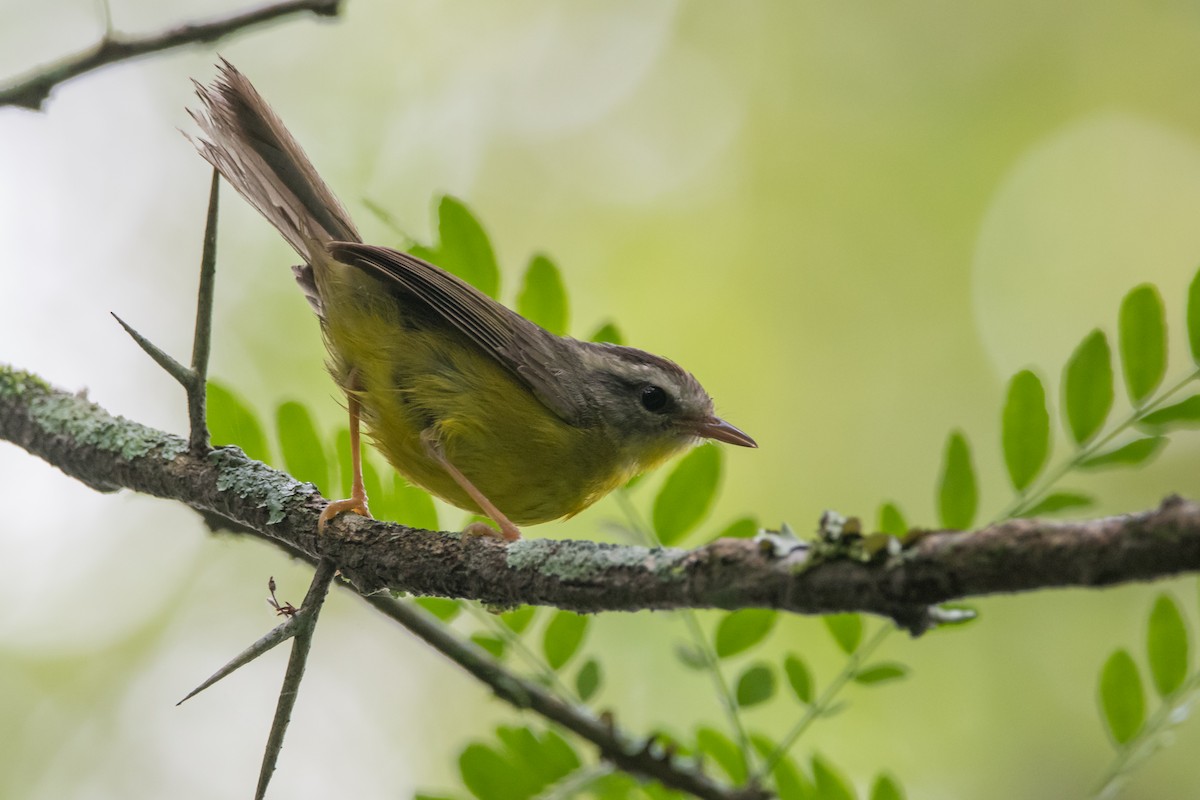 Golden-crowned Warbler - ML189607901