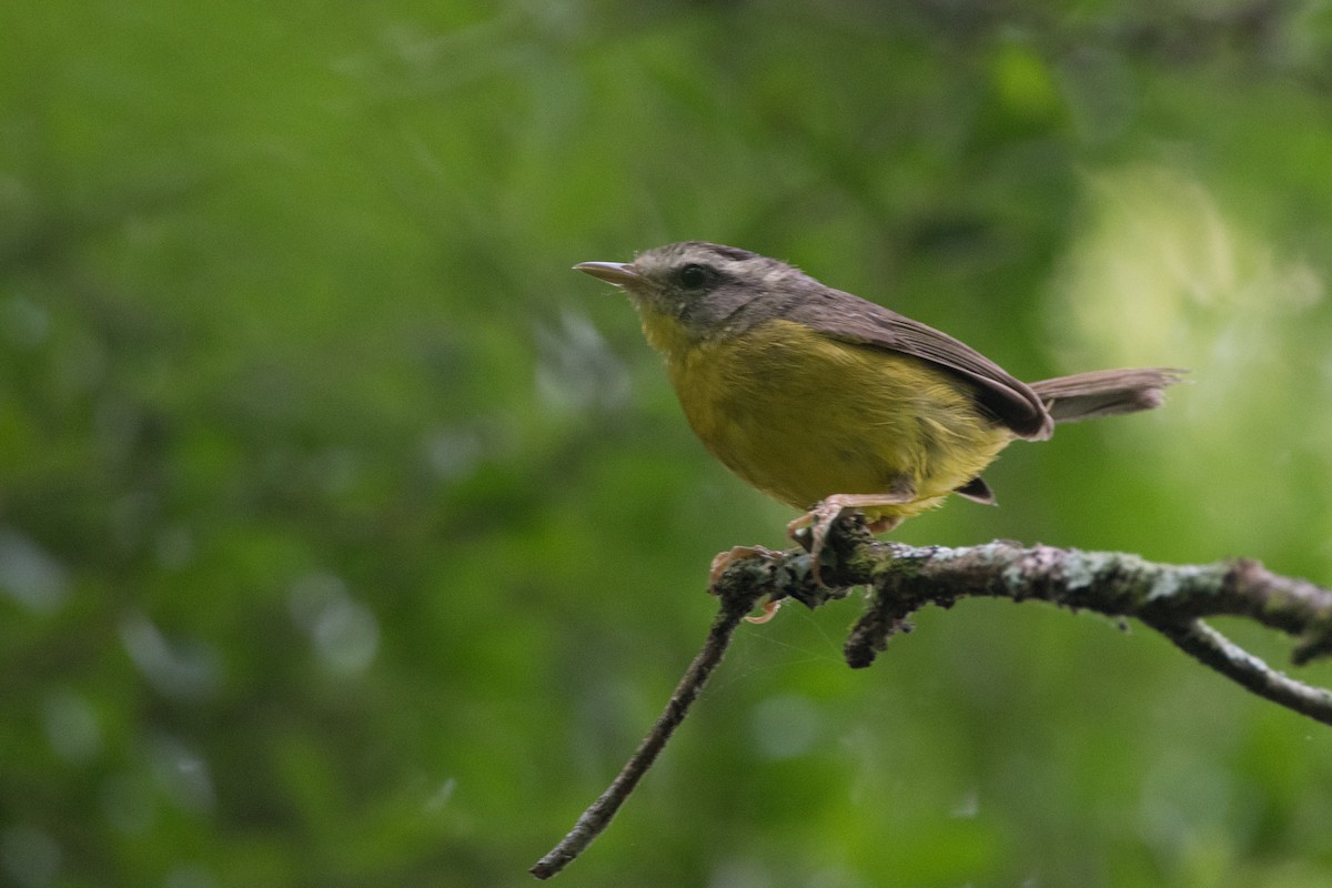 Golden-crowned Warbler - ML189607941