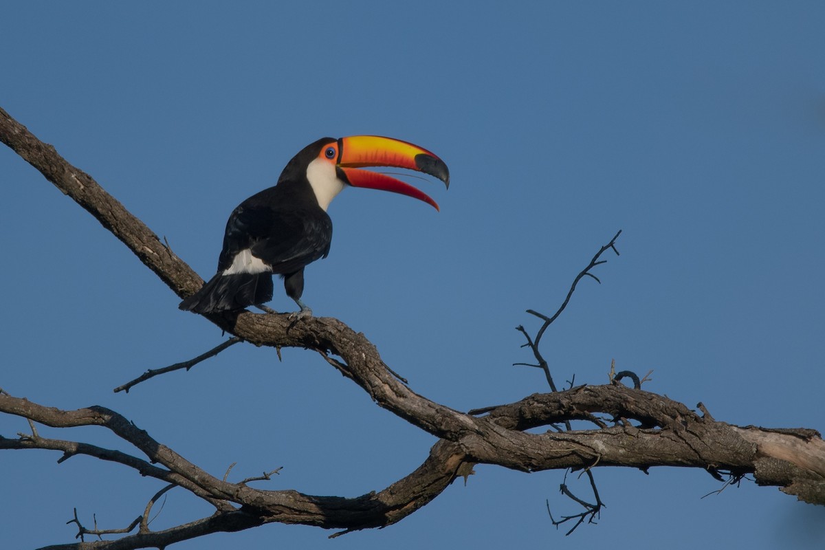 Toucan toco - ML189608301