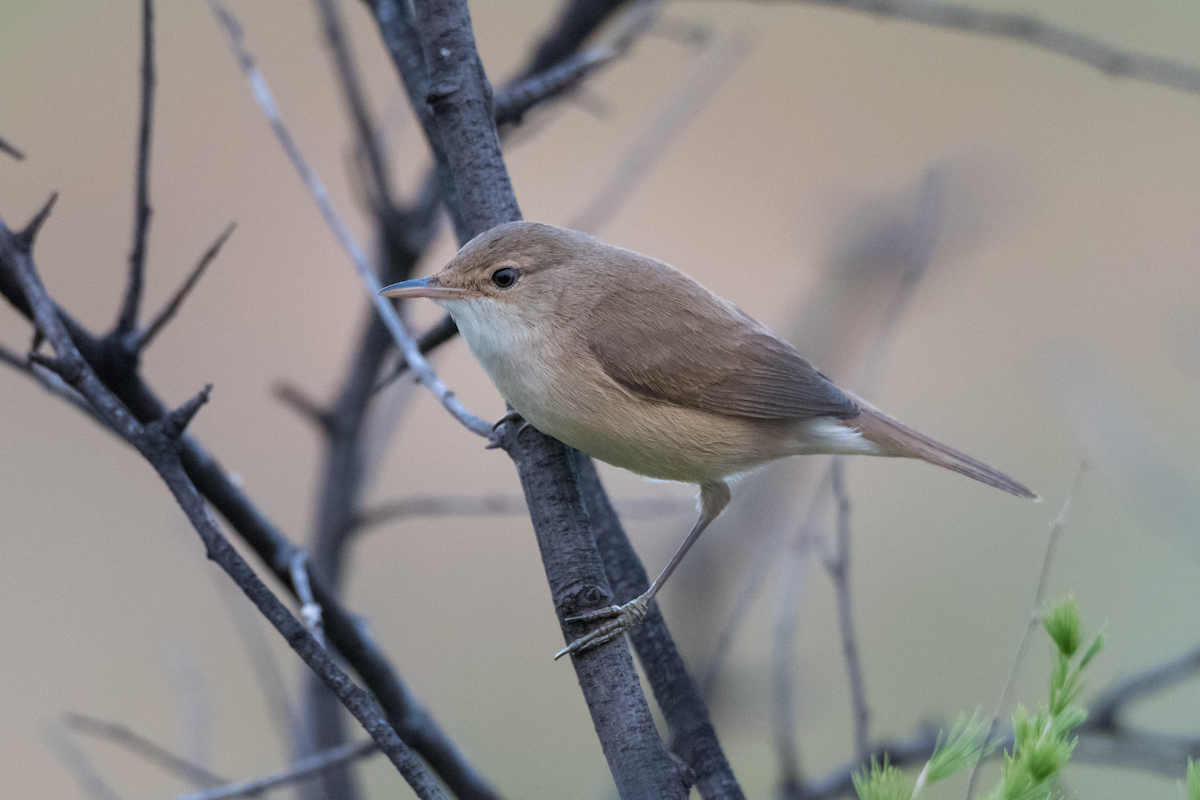 rørsanger (baeticatus gr.) - ML189609201