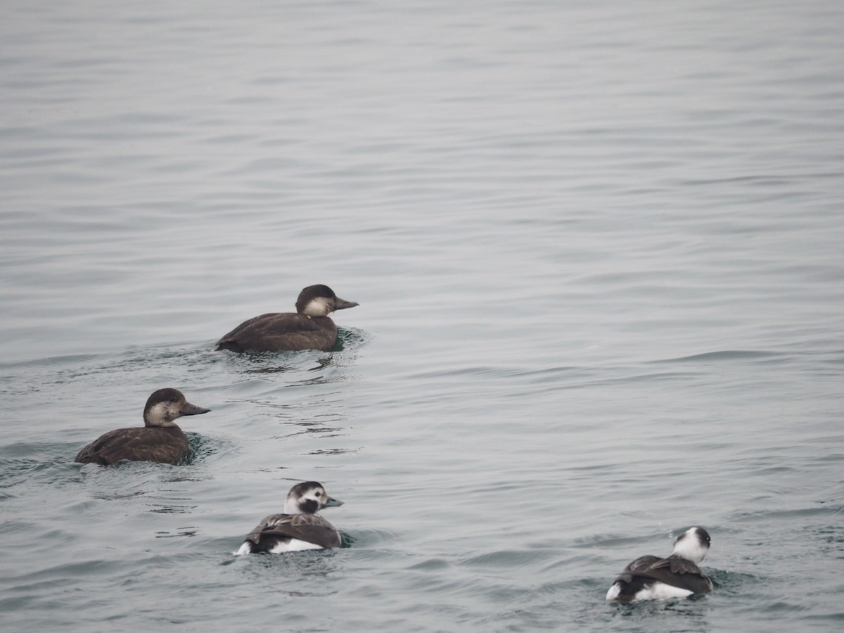 Black Scoter - ML189609571