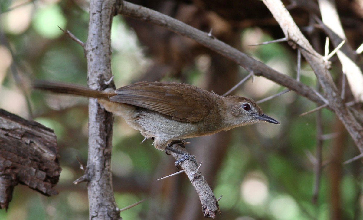 Northern Brownbul - ML189610071