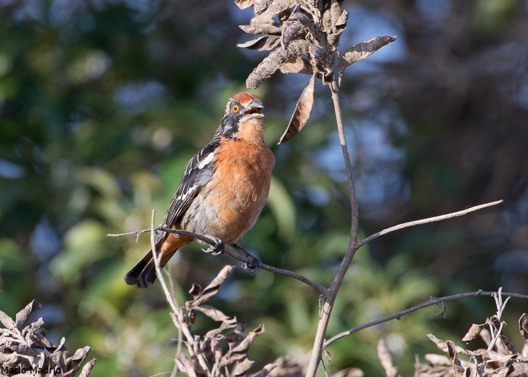 Rufous-tailed Plantcutter - ML189610691
