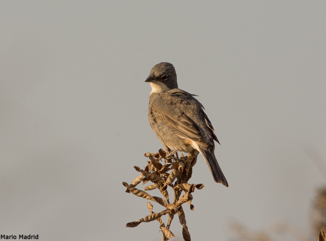 Diuca Finch - ML189610781