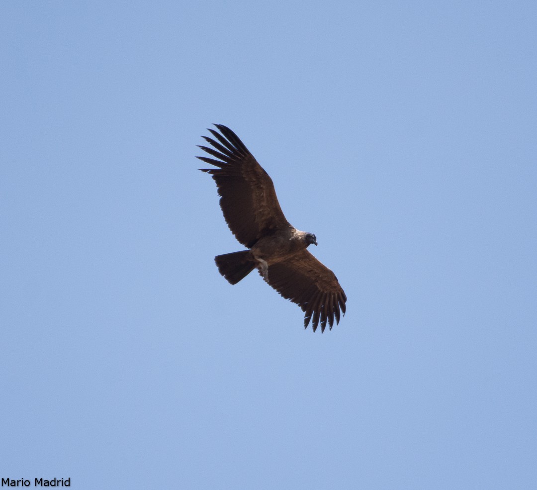 Andean Condor - ML189611001