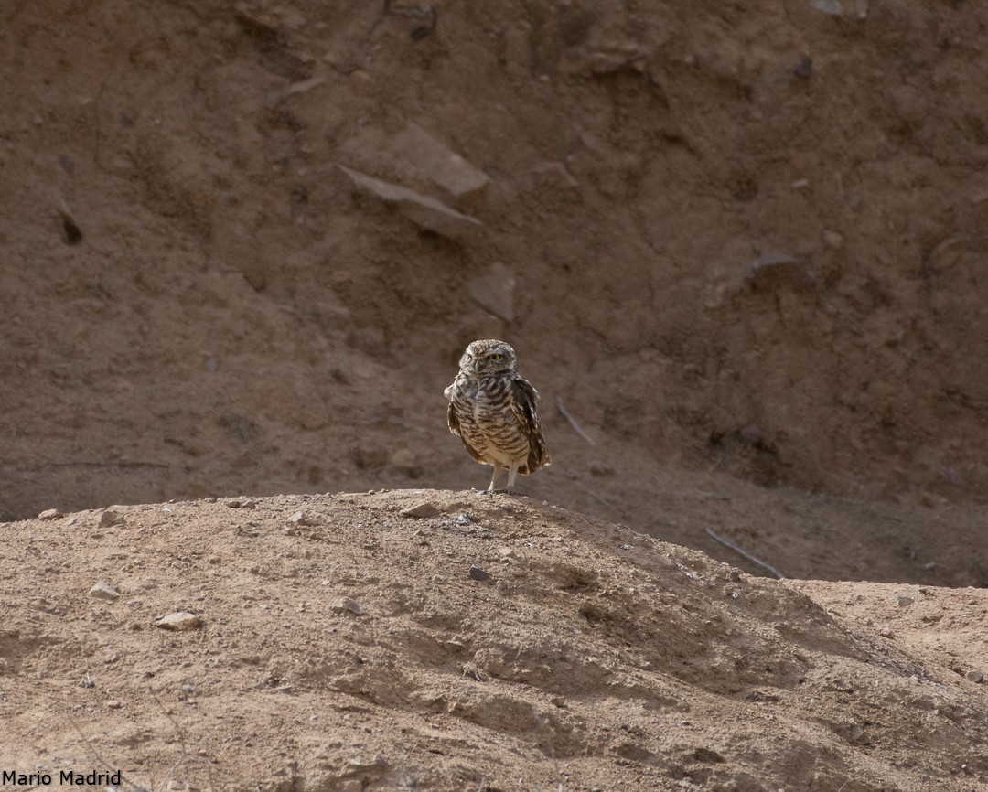 Burrowing Owl - ML189611061