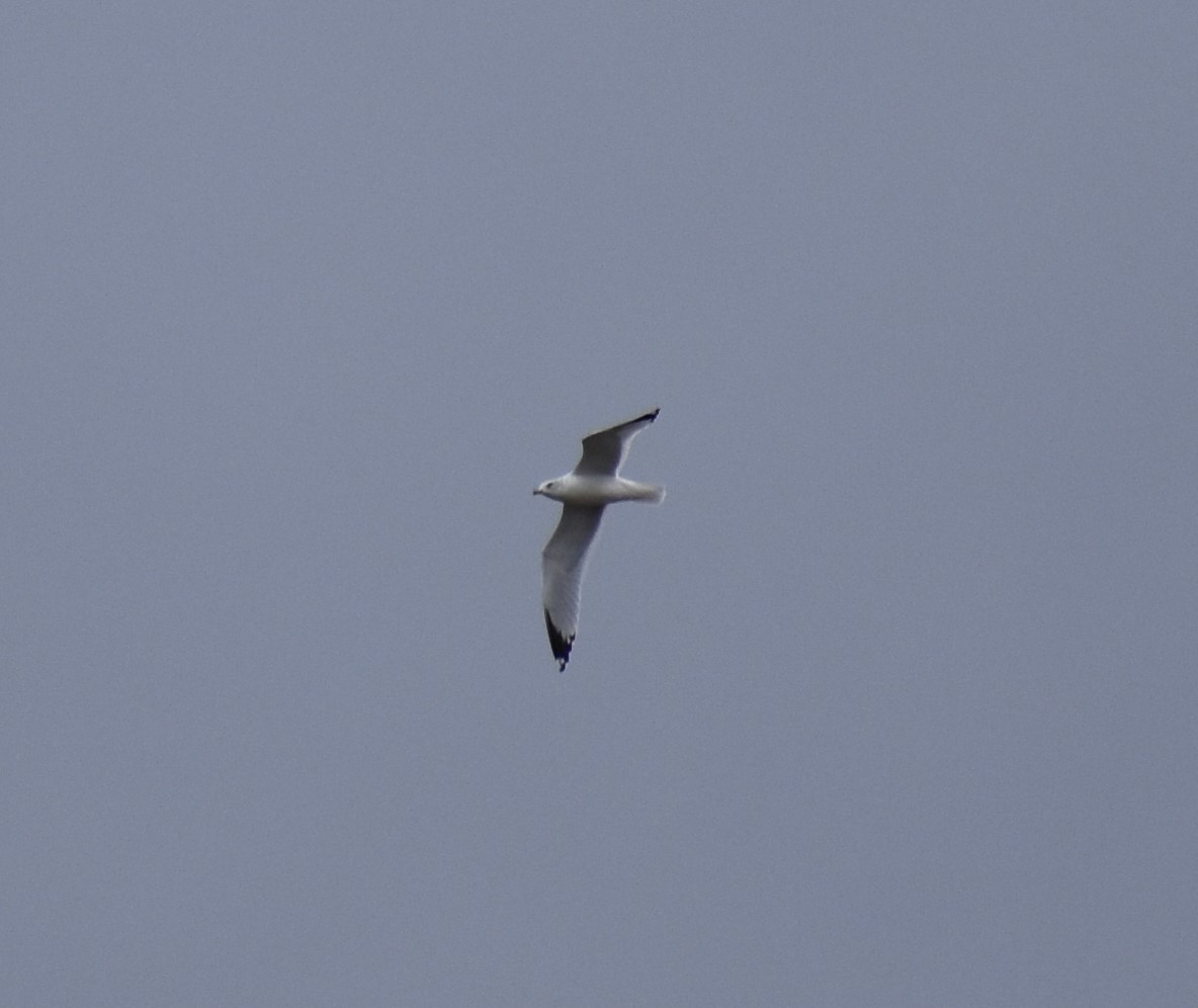 gull sp. - ML189613131