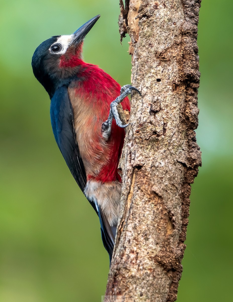 Puerto Rican Woodpecker - Benny Diaz