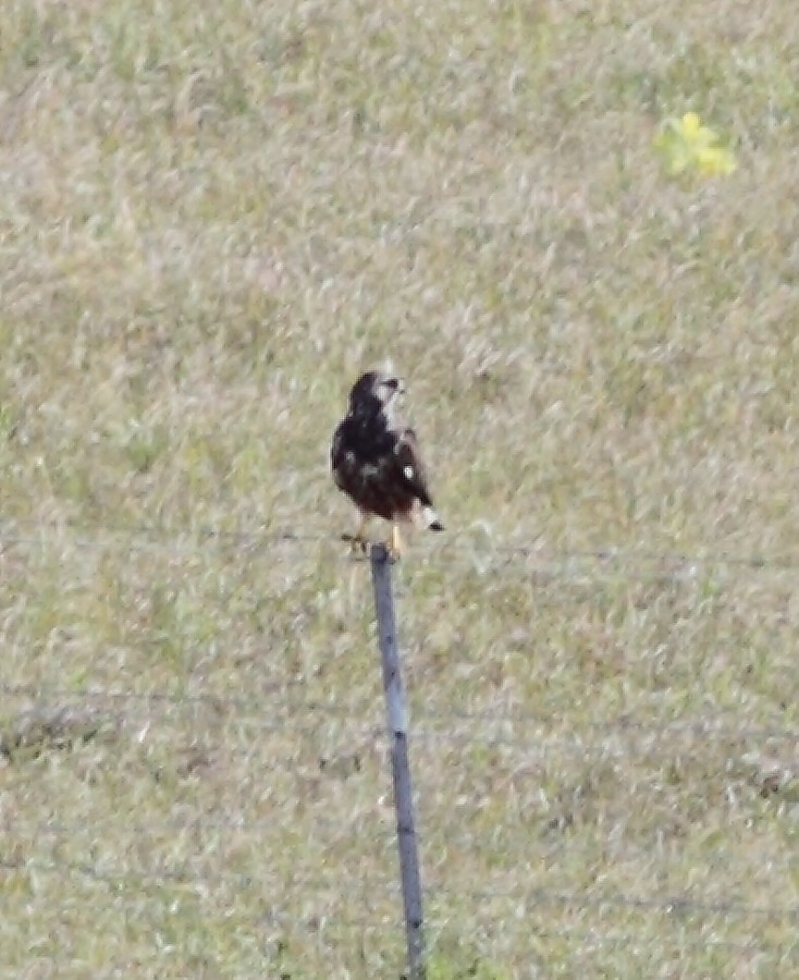 Swainson's Hawk - ML189613841