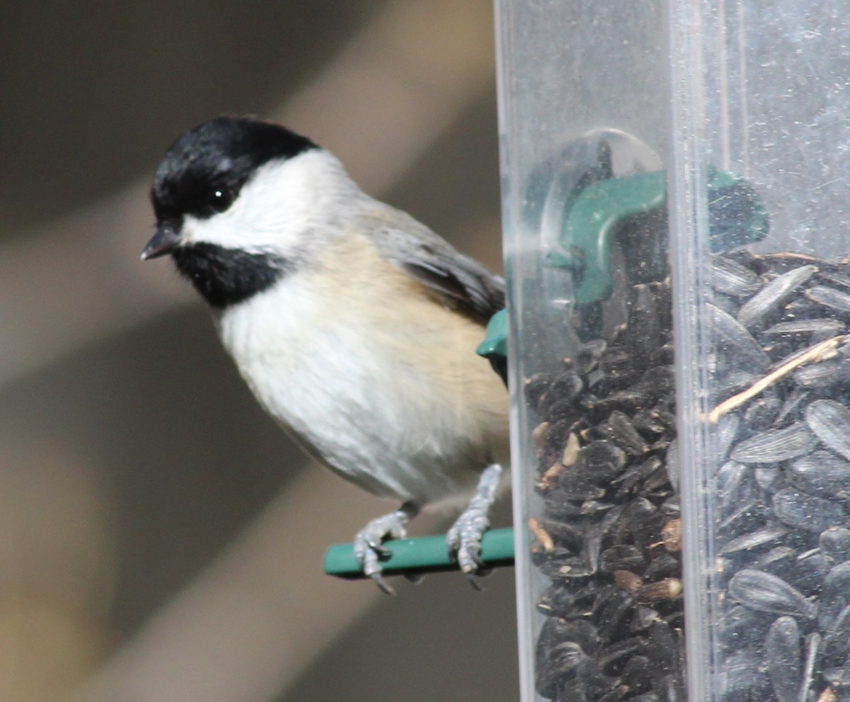 Carolina Chickadee - ML189617051