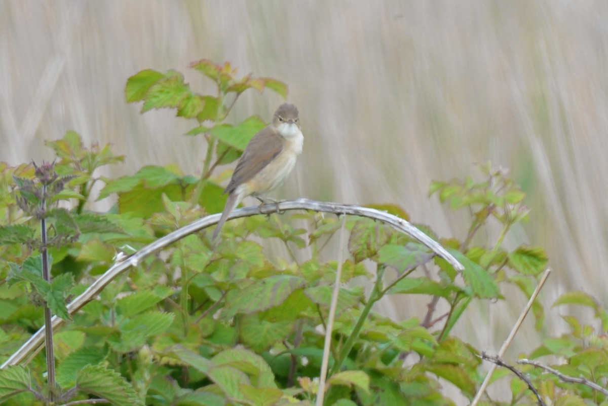 Common Reed Warbler - ML189619441