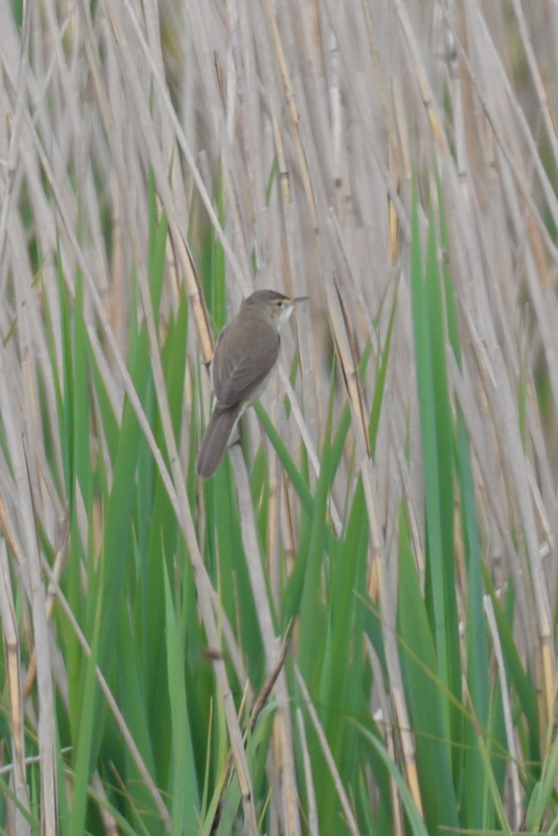 Common Reed Warbler - ML189619451