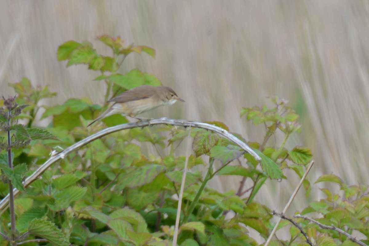 Common Reed Warbler - ML189619461