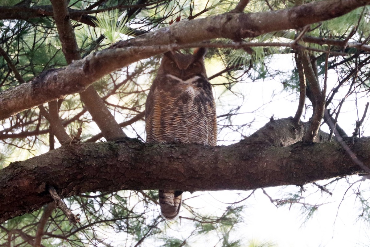Great Horned Owl - ML189619471