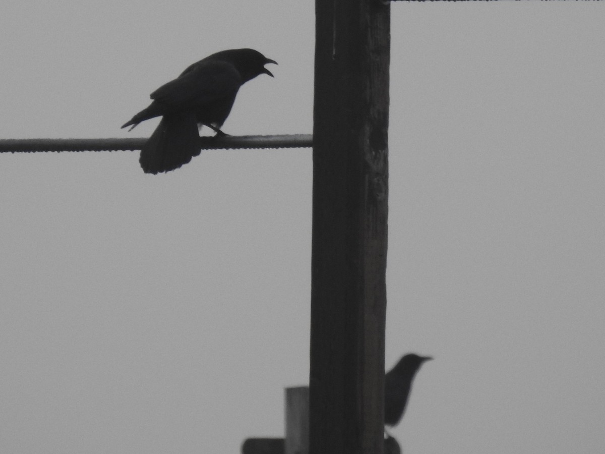 American Crow - ML189620761