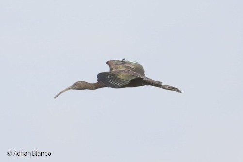 ibis hnědý - ML189621041