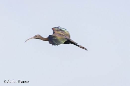 ibis hnědý - ML189621051