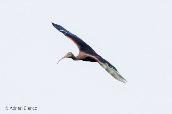 ibis hnědý - ML189621061