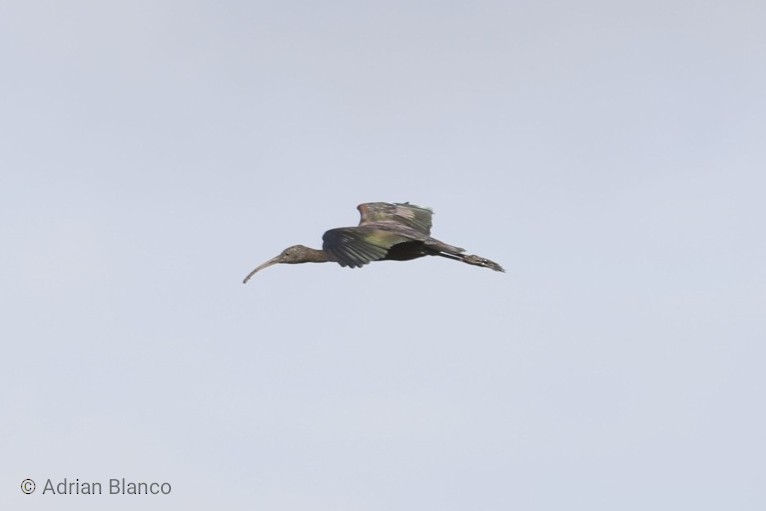 ibis hnědý - ML189621071