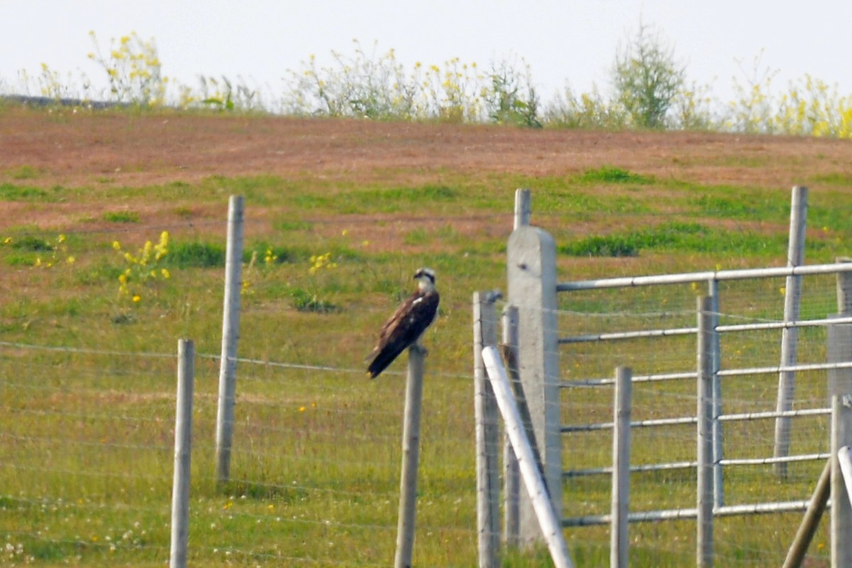 Osprey - ML189623671