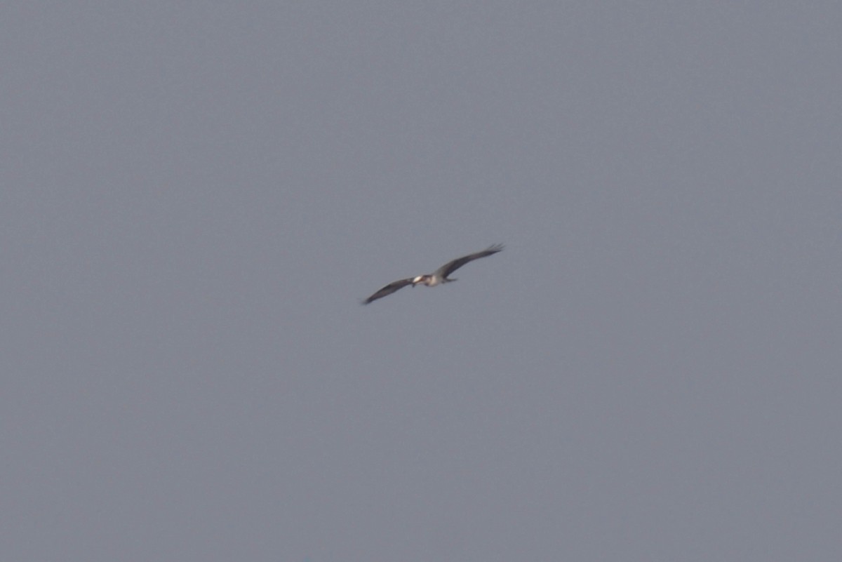 Osprey - ML189625621