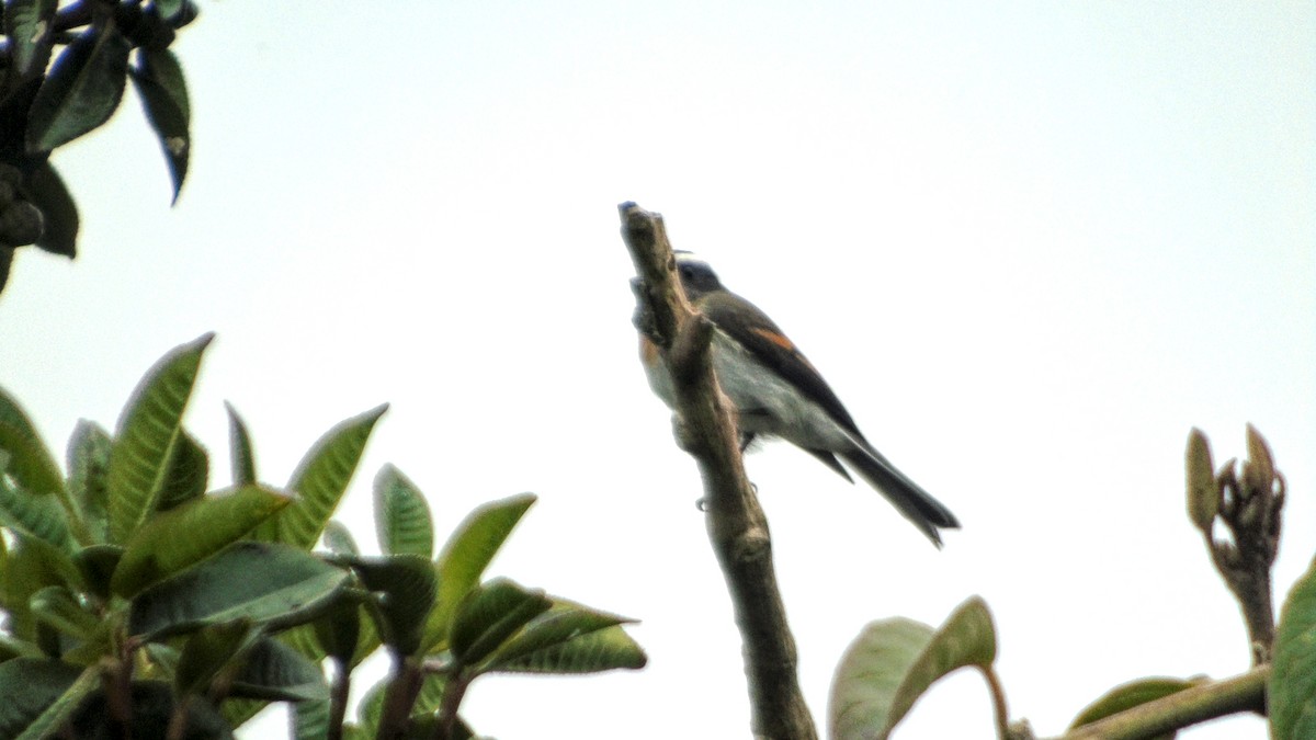 Rufous-breasted Chat-Tyrant - ML189626381