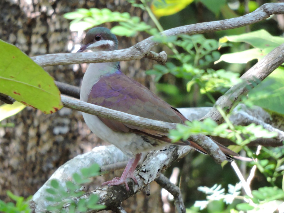 Key West Quail-Dove - ML189626831