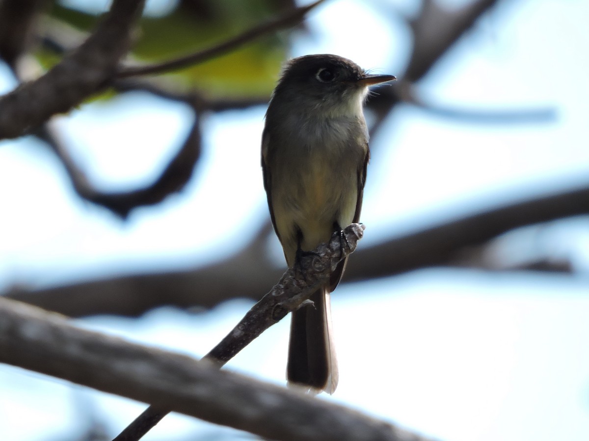 Cuban Pewee - ML189626881