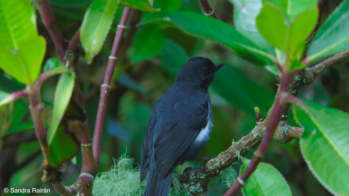 White-sided Flowerpiercer - ML189626921