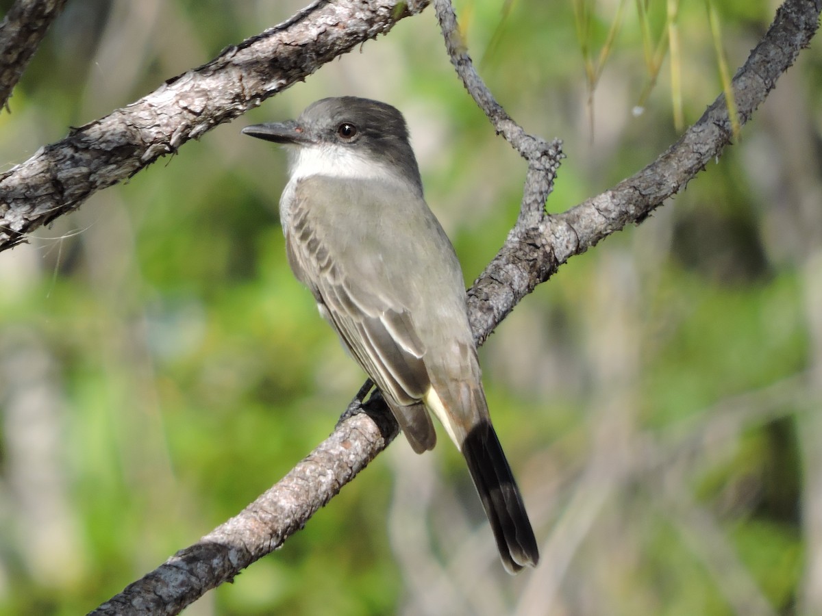 Loggerhead Kingbird - ML189627181