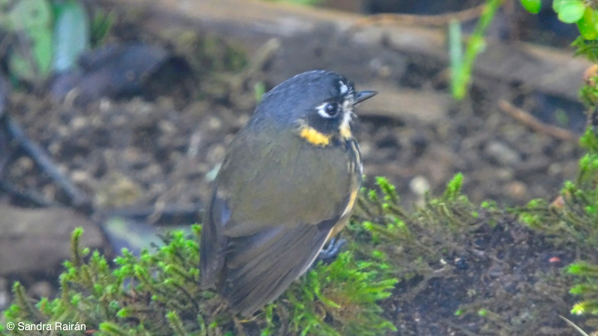 Crescent-faced Antpitta - ML189627451