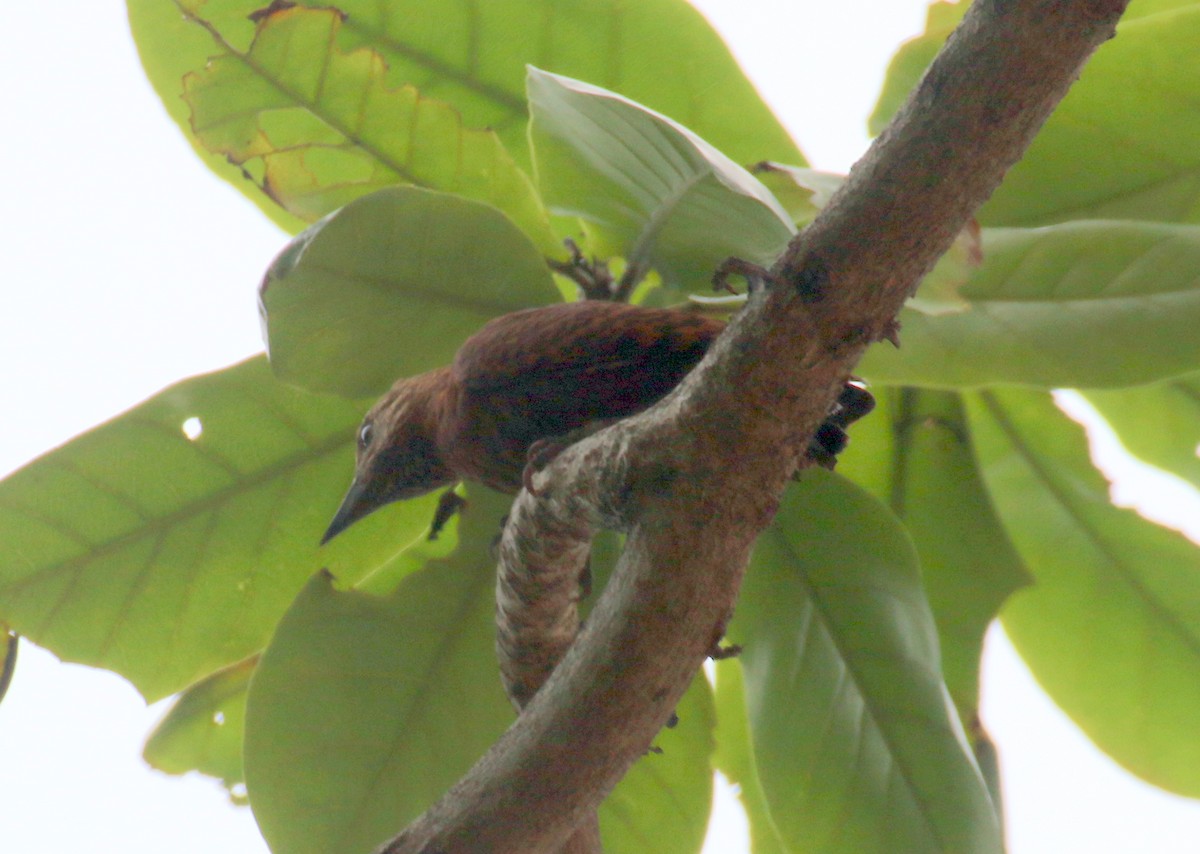 Rufous Woodpecker - Angela Conry