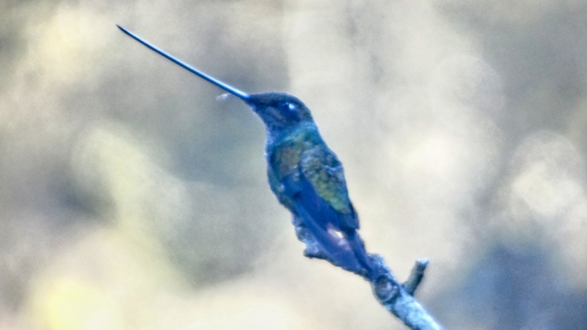 Sword-billed Hummingbird - ML189628461