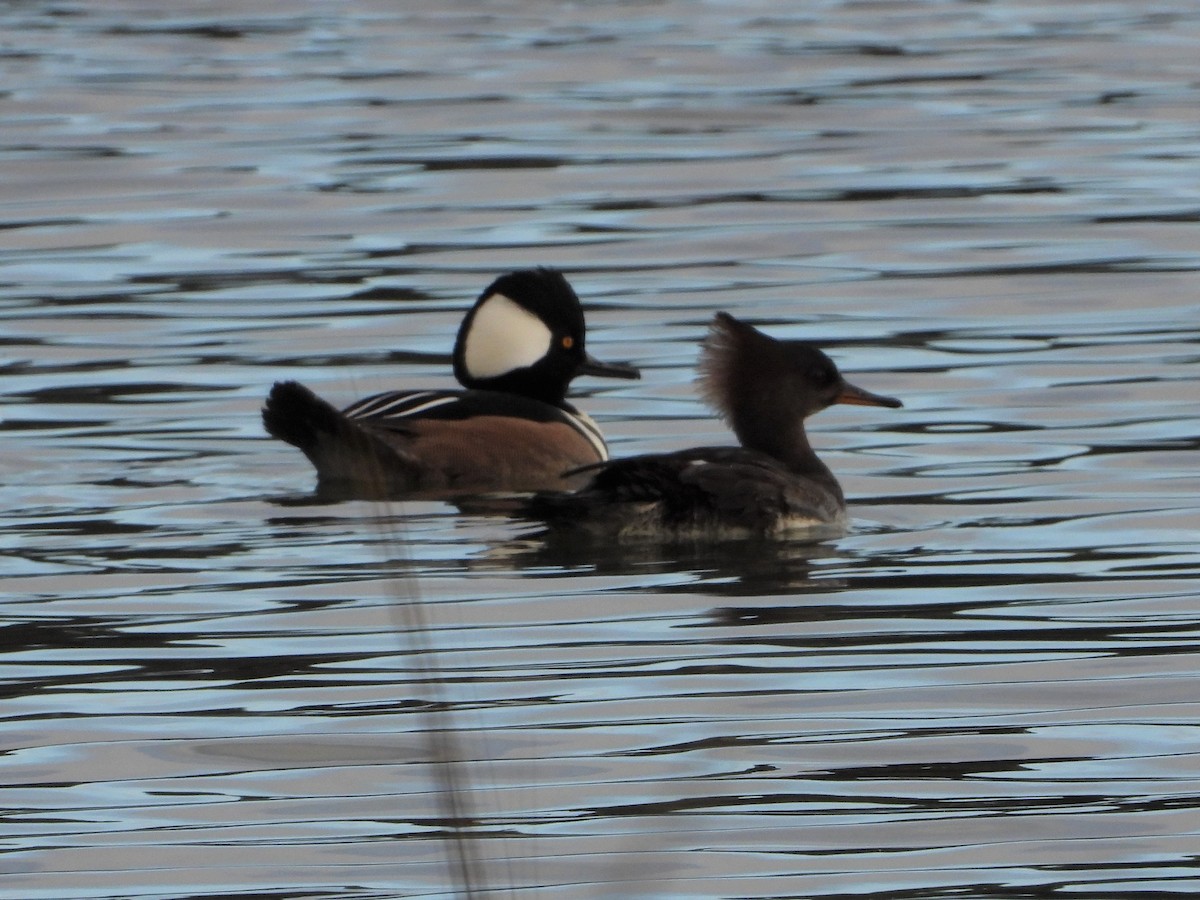 Hooded Merganser - ML189629921