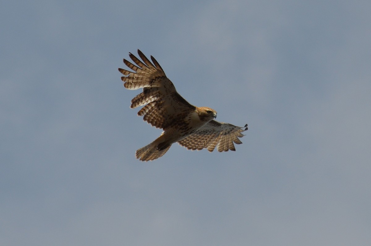 Red-tailed Hawk - ML189630481