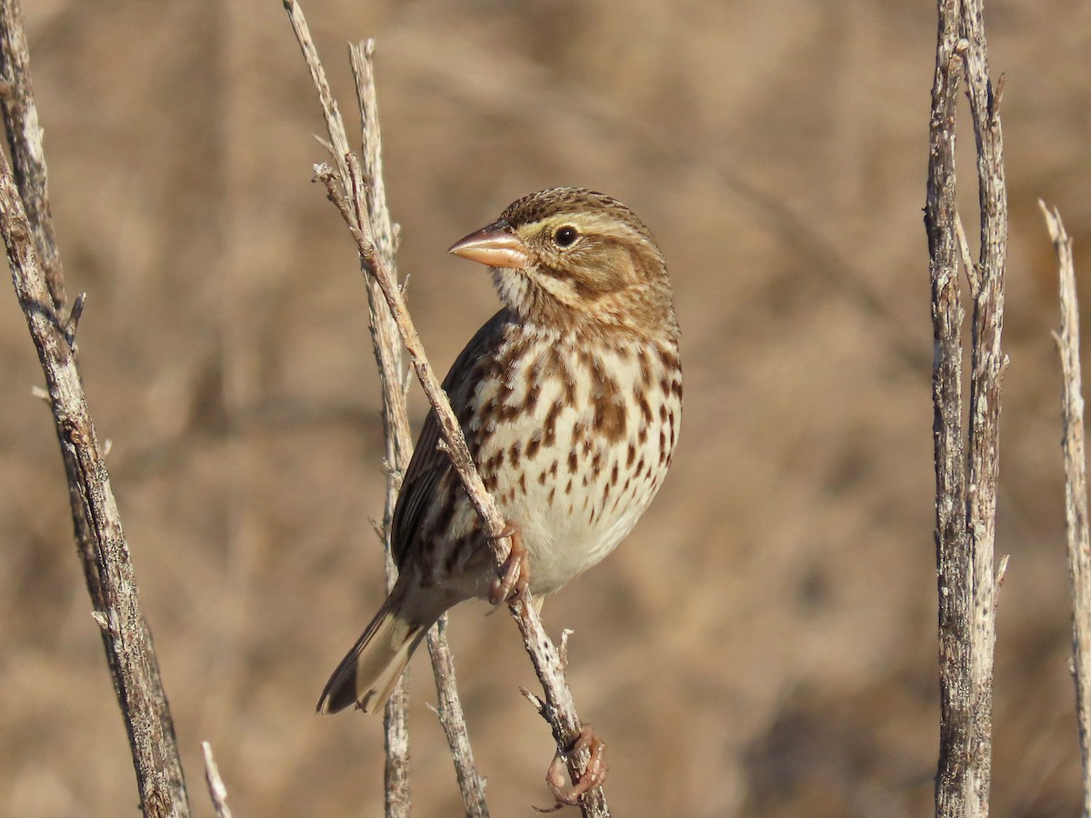 Savannah Sparrow (Large-billed) - Tom Edell