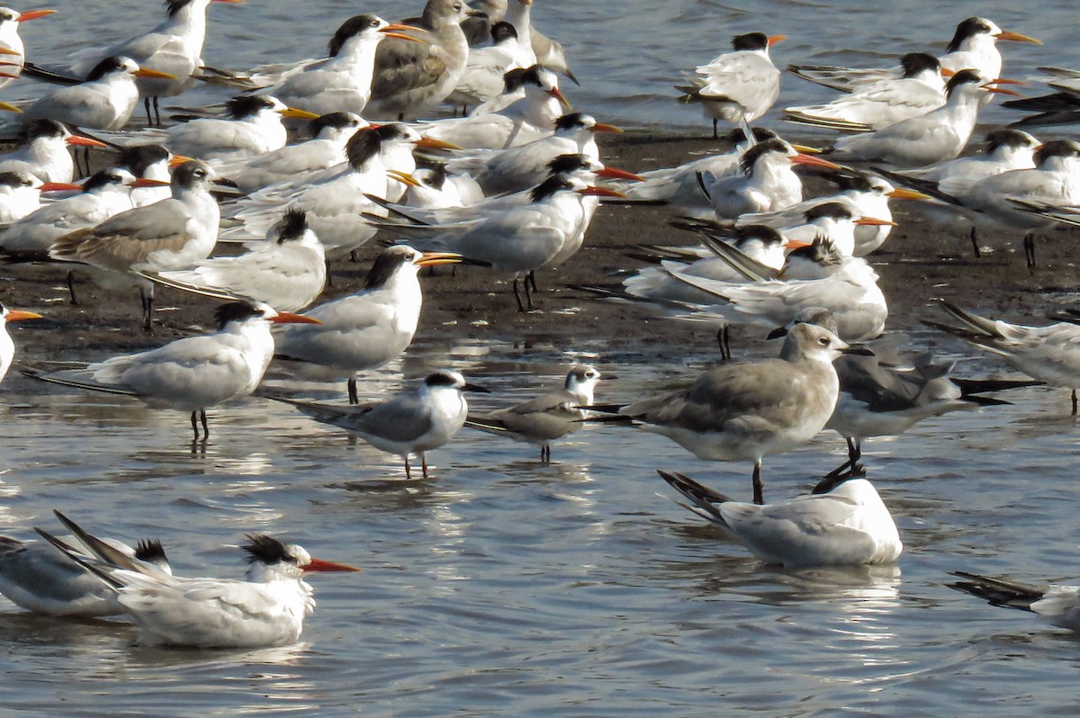 Black Tern - ML189634241