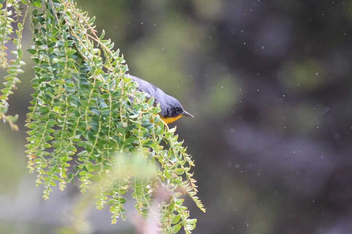 Flame-throated Warbler - ML189634531