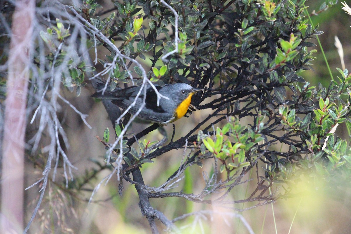 Flame-throated Warbler - ML189634571