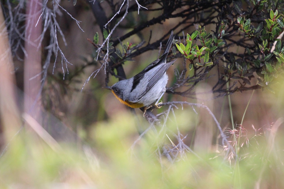 Flame-throated Warbler - ML189634631