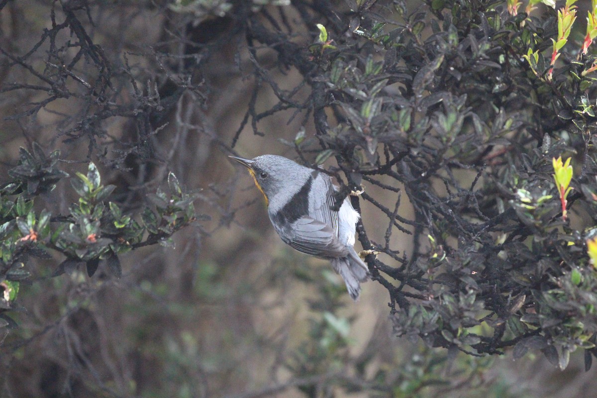 Flame-throated Warbler - ML189634671