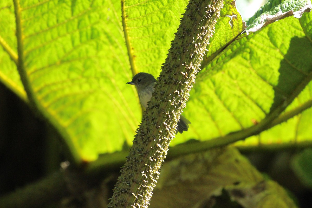 Slaty Flowerpiercer - ML189634791