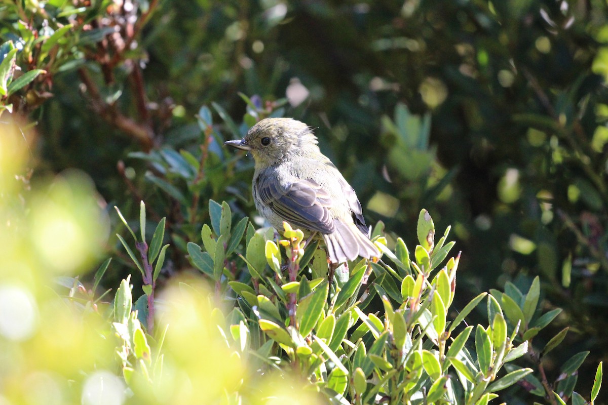 Slaty Flowerpiercer - ML189634891