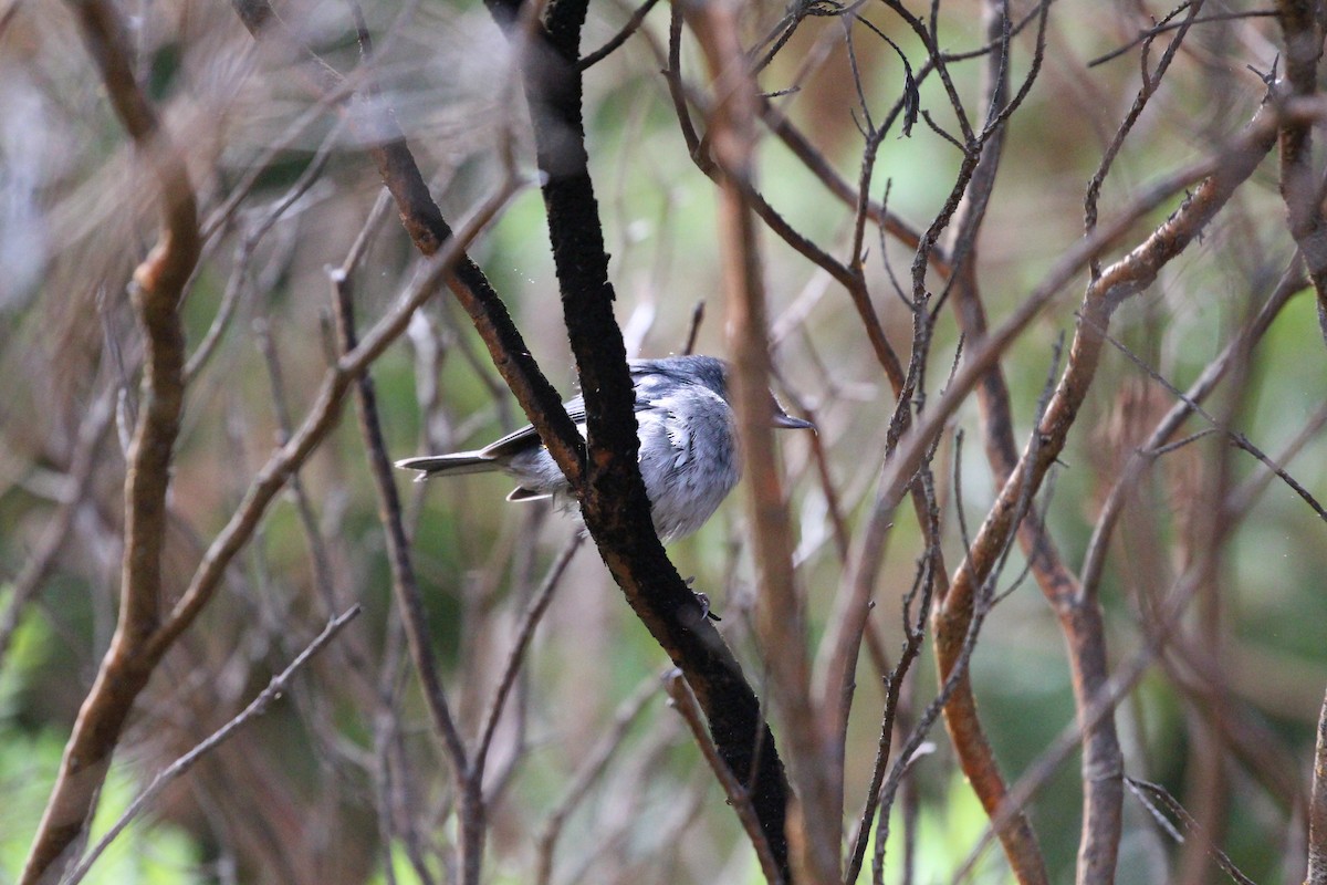 Slaty Flowerpiercer - ML189635021