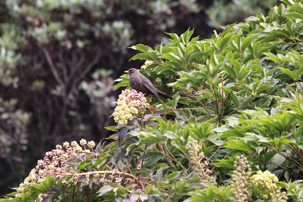 Sooty Thrush - ML189635041