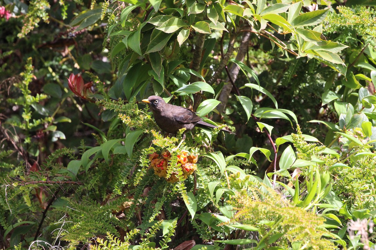 Sooty Thrush - ML189635141