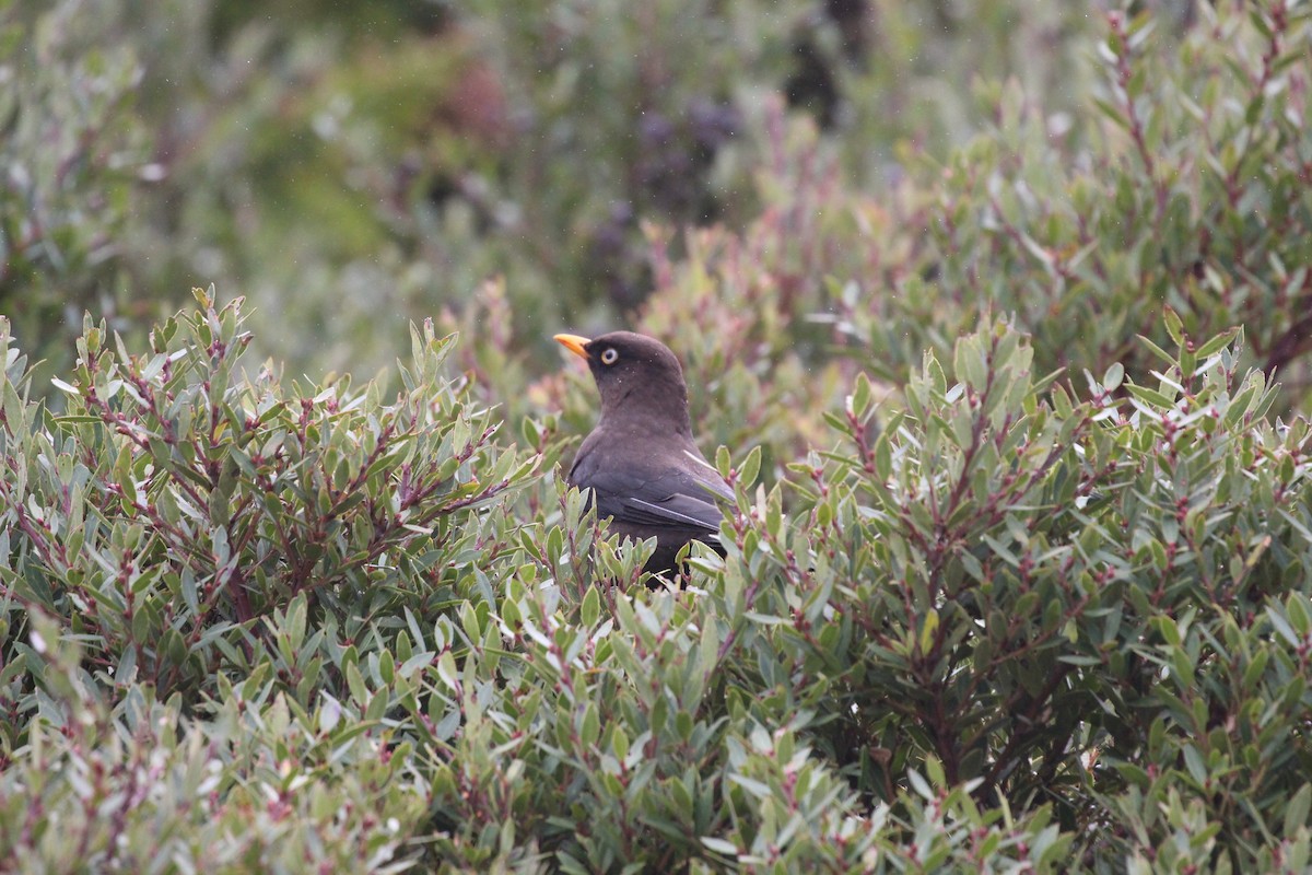 Sooty Thrush - ML189635251