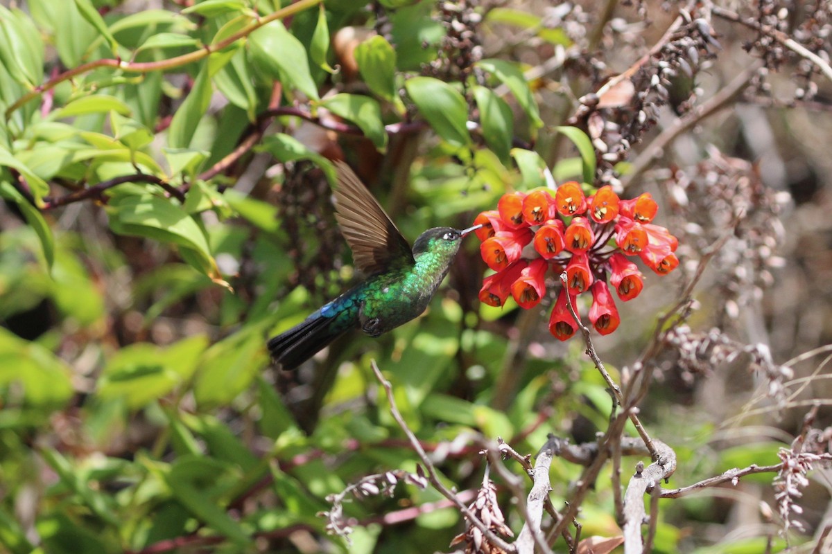 Fiery-throated Hummingbird - Jodhan Fine