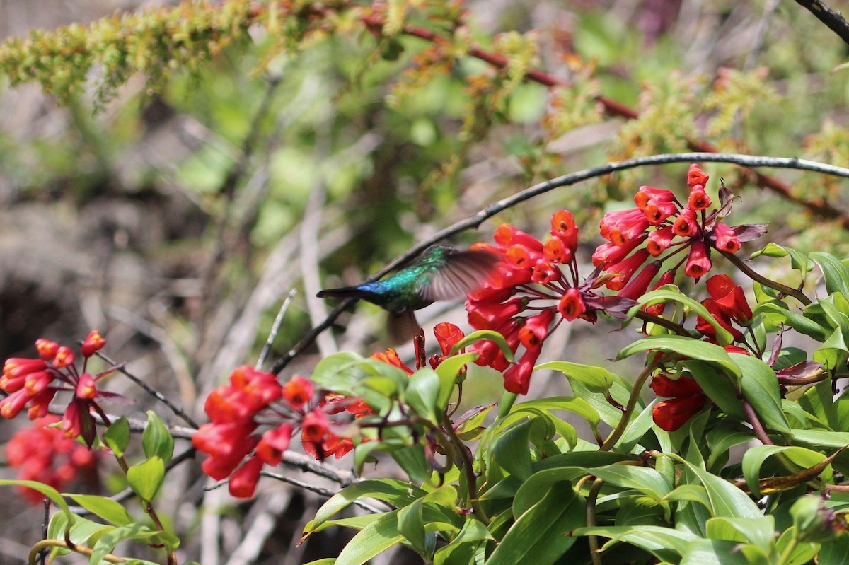 Fiery-throated Hummingbird - ML189636901