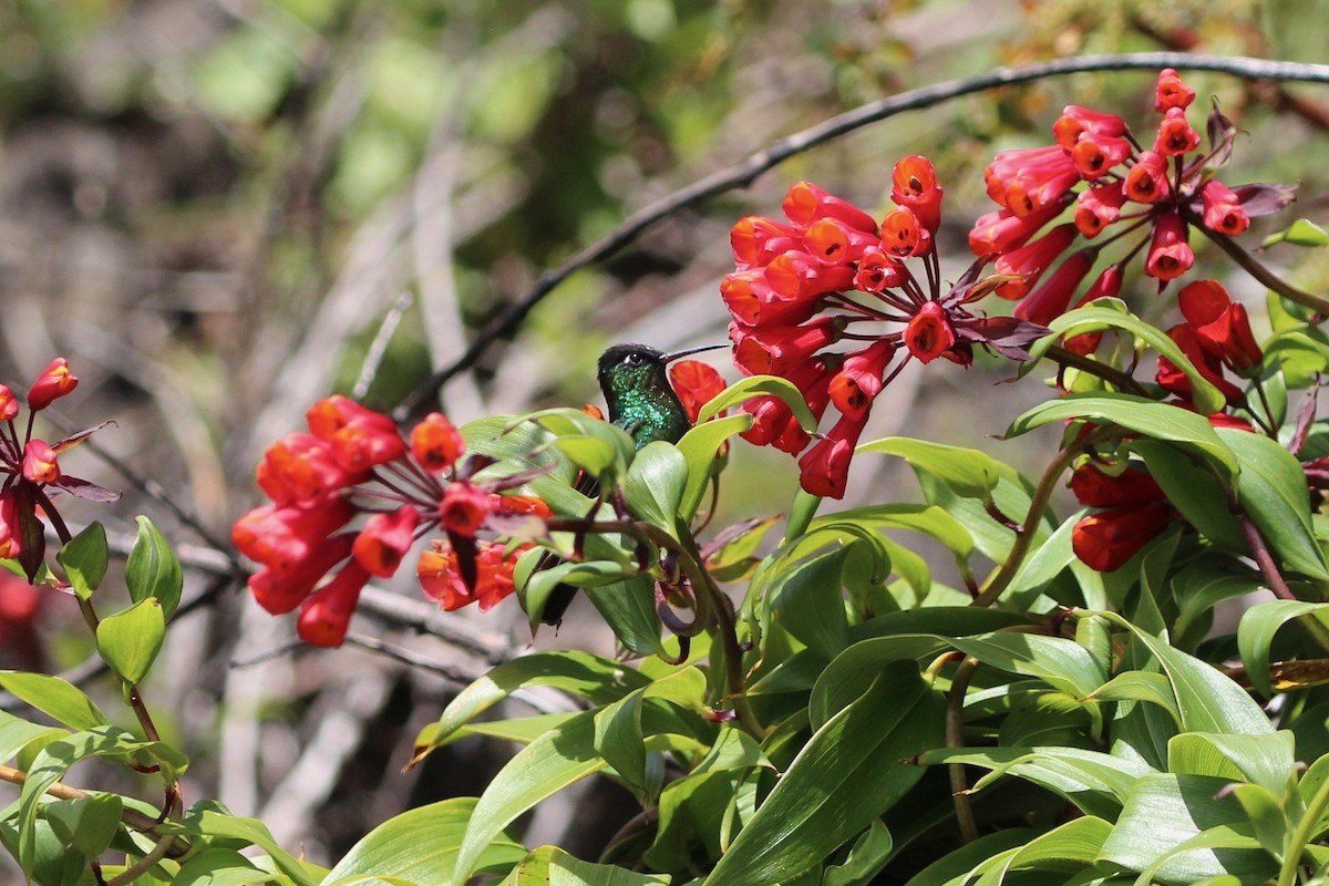 Fiery-throated Hummingbird - ML189636971